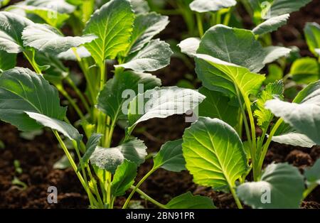 Seedlings of cabbage close up. Ecological vegetable growing concept. Close up. Stock Photo