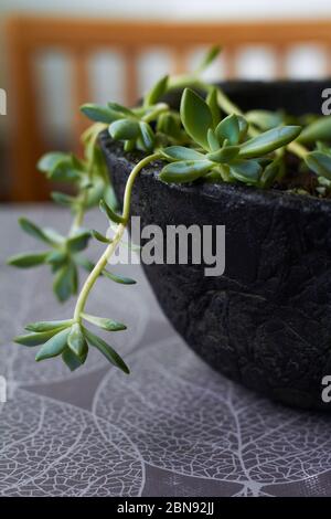 Green succulent plant in modern black concrete planter on kitchen background, selective focus Stock Photo