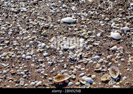 sea shore sand covered with many shells Stock Photo