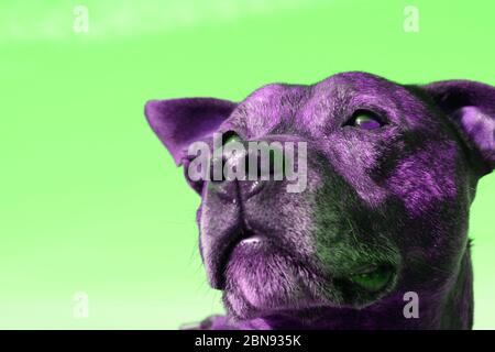 Hallucinogenic Color Portrait of a Staffordshire Bull Terrier Stock Photo