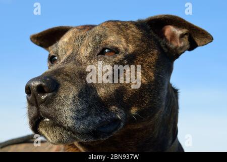 Dramatic Dog Portrait Against Blue Sky Stock Photo