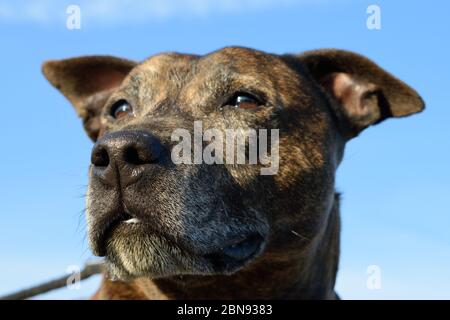 Dramatic Dog Portrait Against Blue Sky Stock Photo