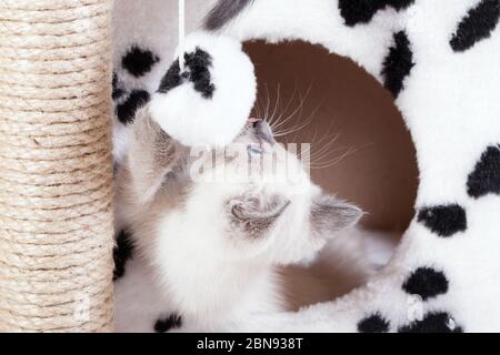 Kitten best sale fur ball