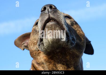Dramatic Dog Portrait Against Blue Sky Stock Photo