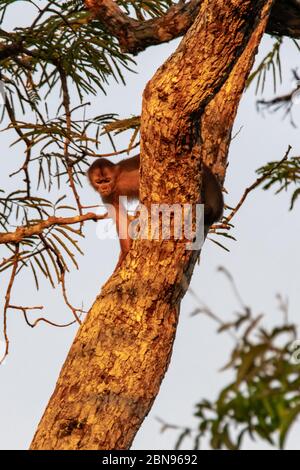 White fronted capuchin in the jungle, Amazon, Brazil Stock Photo - Alamy