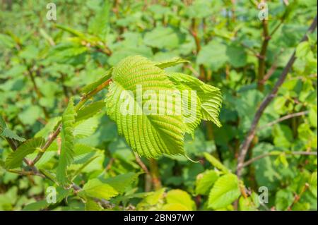 European Hornbeam Carpinus betulus fresh young leaf Stock Photo