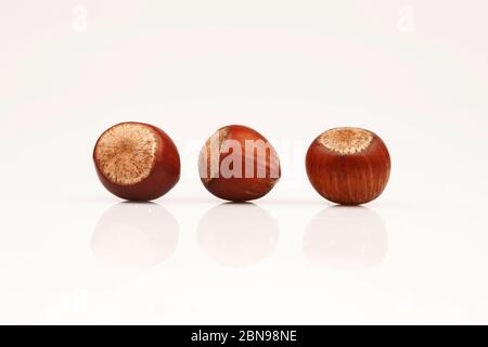 Organic and fresh three hazelnuts next to each other on white background Stock Photo