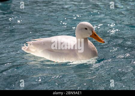 White drake or male mallard duck (Anas platyrhynchos) swimming at clear water basin Stock Photo