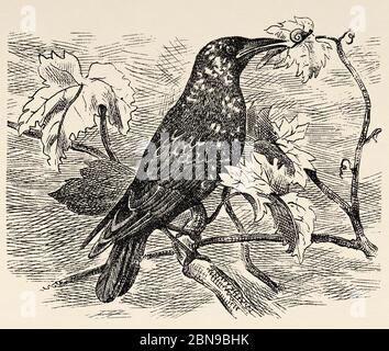 The European Starling (Sturnus vulgaris) known as European Starling or Common Starling, is a species of passerine bird in the Sturnidae family native to the Palearctic. Old engraved animal illustration 19th century Stock Photo