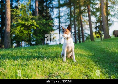 Smooth fox terrier sits on green grass among flowers. Hiking active dog outdoors, bright sun lit scene Stock Photo