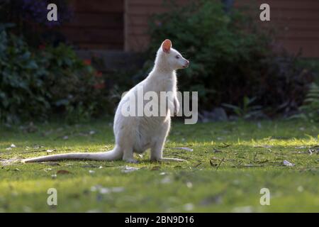 Unusual white albino wallaby wander in the wild across lawns of Bruny Island neighborhood on Tasmania in Australia Stock Photo