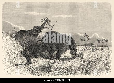 Elephants hunting by amazons in Dahomey, Central Africa, Old 19th century engraved illustration, Le Tour du Monde 1863 Stock Photo