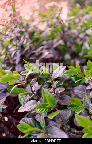 spring blooming buds in the trees and flowers with dark green blue purple leaves background toned, soft selective focus. Stock Photo