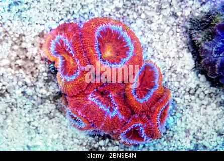 Acanthastrea Micromussa lordhowensis LPS coral in close up photography Stock Photo