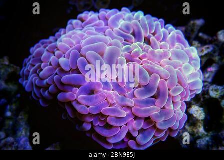 Euphyllia Anchor LPS coral -  Euphylliidae Ancora Stock Photo