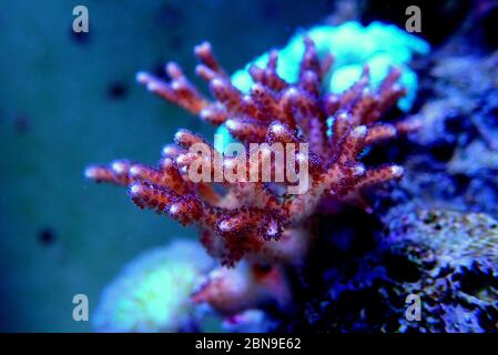 Birdnest SPS Coral - Seriatopora caliendrum Stock Photo