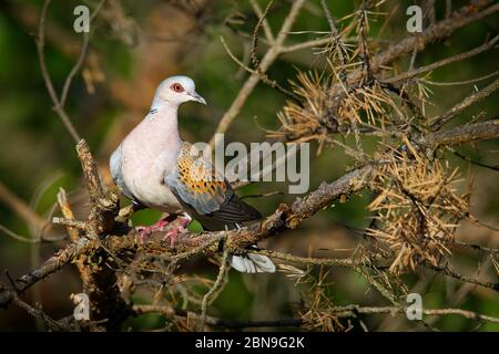European Turtle-Dove - Streptopelia turtur sitting on the branch, beautiful colours, member of the bird family Columbidae, the doves and pigeons. Stock Photo