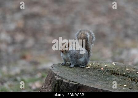 chubby gray squirrel on two legs in the woods, American rodent Stock Photo