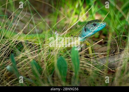 European Green Lizard - Lacerta viridis - large green and blue lizard distributed across European midlatitudes, male with the tick (harvest-mite) on t Stock Photo