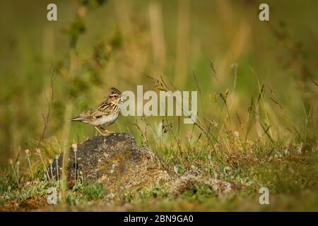 Wood Lark - Lullula arborea brown crested bird on the meadow (pastureland), lark genus Lullula, found in most of Europe, the Middle East, western Asia Stock Photo