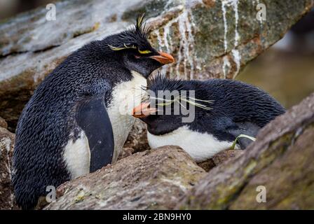 Family of Rockhopper penguins, one sitting on nest Stock Photo