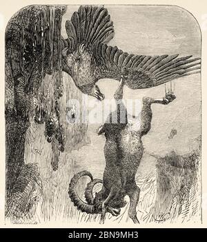 Buteoninae. Black Mongolian eagle killing a mouflon, Mongolia. Central Asia. Old 19th century engraved illustration, Le Tour du Monde 1863 Stock Photo