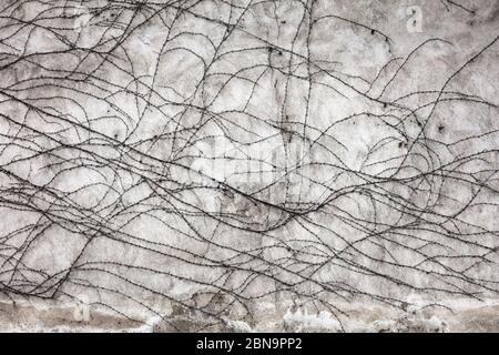 creeper on stone wall, abstract grunge background Stock Photo