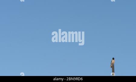 Crow sitting and cawing on a pole during clear sky day . Stock Photo