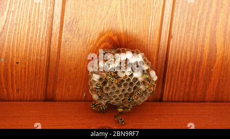Closeup of wasps working on wasp hive. static shot. Nature. work. Stock Photo