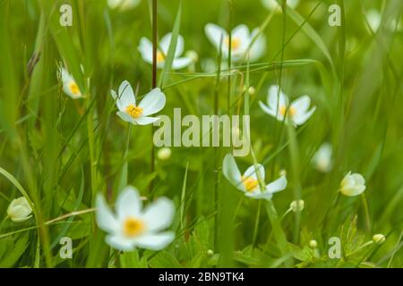 Globeflowers Trollius laxus ssp. albiflorus, Jasper National Park, Alberta, Canada. Stock Photo