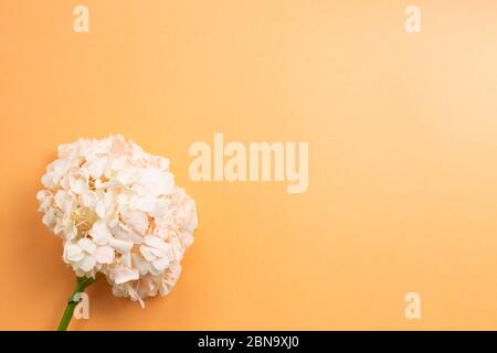 Fresh pink hydrangea flower on orange background. Floral composition, top view, copy space Stock Photo