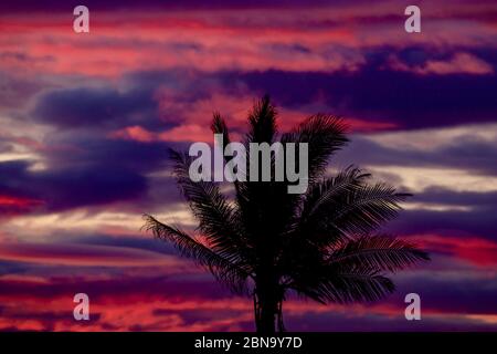 Dramatic red and purple cloudscape with palm tree silhouette during sunset Stock Photo