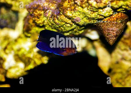 Pygmy Yellowtail Angelfish - (Centropyge flavicauda) Stock Photo