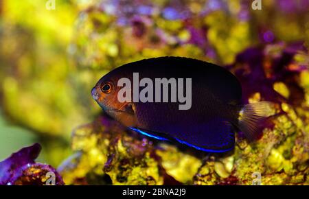 Pygmy Yellowtail Angelfish - (Centropyge flavicauda) Stock Photo