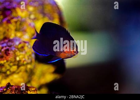 Pygmy Yellowtail Angelfish - (Centropyge flavicauda) Stock Photo