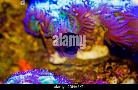 Pygmy Yellowtail Angelfish - (Centropyge flavicauda) Stock Photo