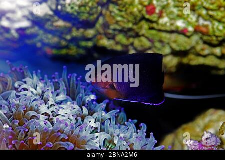 Pygmy Yellowtail Angelfish - (Centropyge flavicauda) Stock Photo