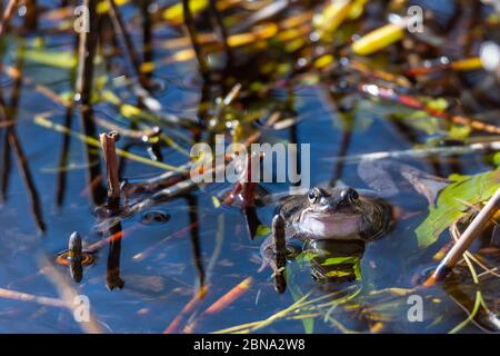 A common frog lies in the water in a pond during mating time at spring. Stock Photo