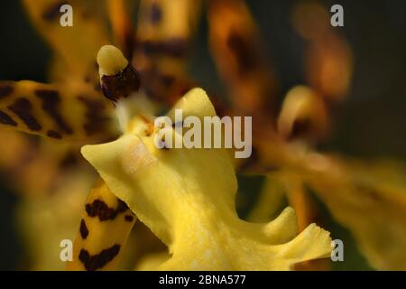 Tropical Orchid close up from a greenhouse in New Mexico. Stock Photo