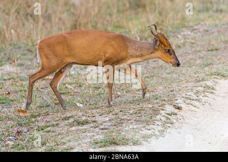 A Muntjac Wandering the Indian Forest in Kanha National Park in India Stock Photo