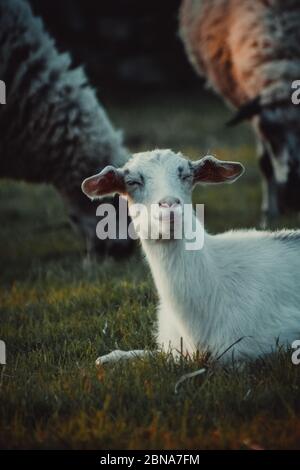 Vertical shot of a young white goat on the field Stock Photo