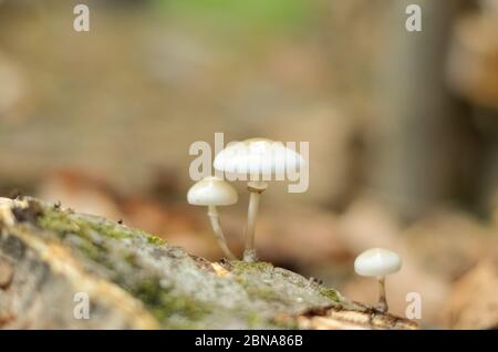 Closeup shot of white mushrooms in a forest on a blurred background Stock Photo