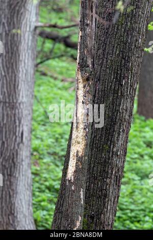 Pileated Woodpecker Tree Scaling May 12th, 2019 Newton Hills State Park, South Dakota Stock Photo