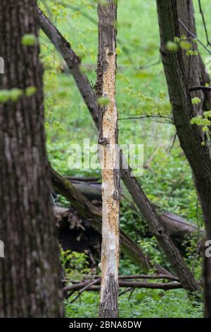 Pileated Woodpecker Tree Scaling May 12th, 2019 Newton Hills State Park, South Dakota Stock Photo