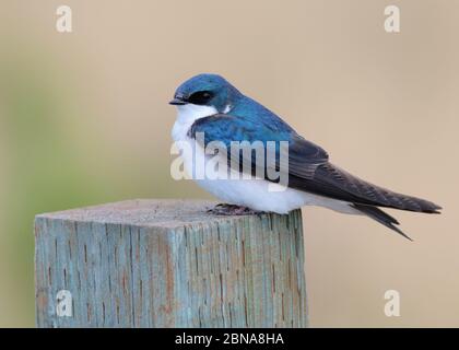 Tree Swallow May 22nd, 2014 Potter's Marsh, near Anchorage, Alaska Canon 70D, 400 5.6L Stock Photo