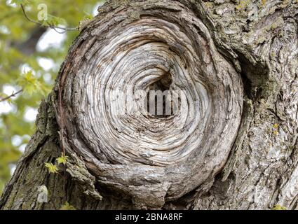 Burl in large oak tree Stock Photo