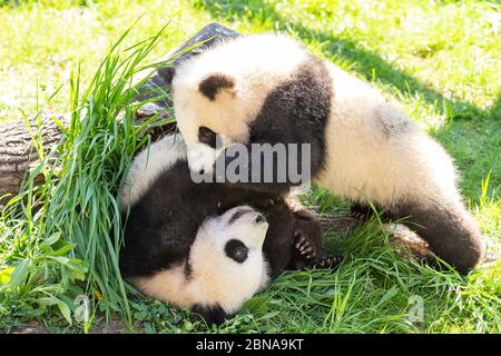 Berlin, Germany. 13th May, 2020. Not effected by the outbreak of COVID-19, the panda family live healthly in Berlin zoo in Berlin, Germany on 13th May, 2020.(Photo by TPG/cnsphotos) Credit: TopPhoto/Alamy Live News Stock Photo