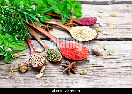 Hot pepper, ginger, coriander, dried thyme and sumac in spoons, nutmeg, cardamom, star anise and fenugreek, rosemary, parsley, thyme, mint and savory Stock Photo