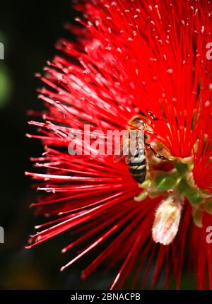 Pollination concept. Yellow and black worker bee on red callistemon flower collects nectar from the plant to turn it into honey, vertical photo. Stock Photo