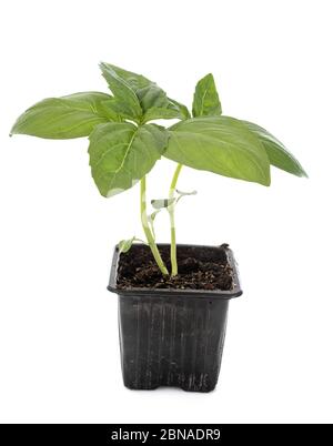 Ocimum basilicum in front of white background Stock Photo